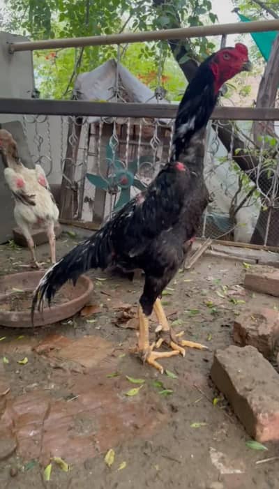 shamo eggs available per Pec 1000 rupa cont 03462018510