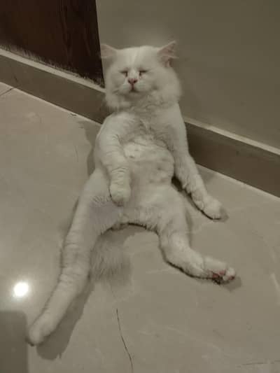 cat for sale