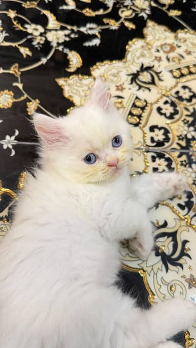 Premium Blue Eyes Persian Himalyn Kittens | Healthy & Playful |