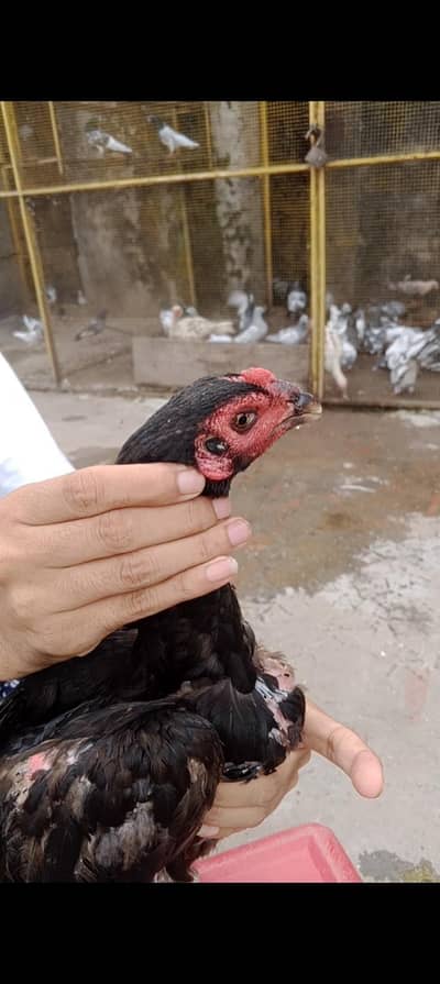 Thai burmi female high quality