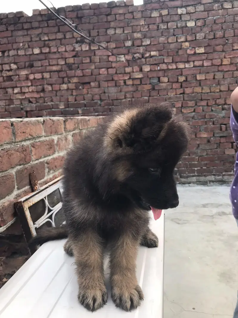 german shepherd pair — photo 3