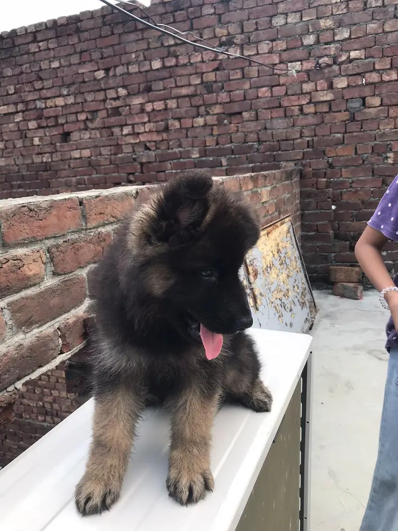german shepherd pair — photo 4