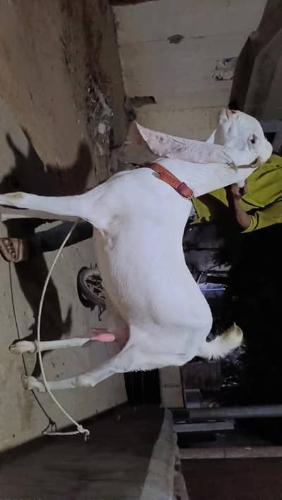 Pure gulabi big size goat