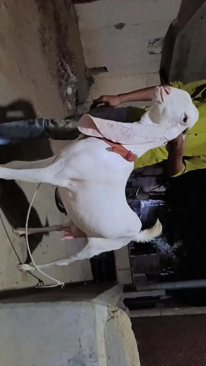 Pure gulabi big size goat 0-3-1-8-2-0-7-6-7-2-6 — photo 2