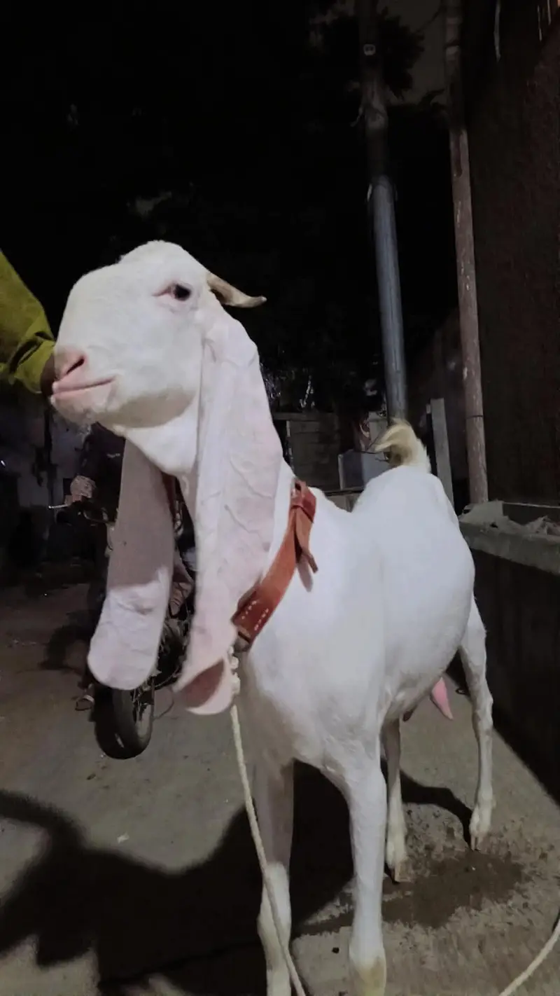 Pure gulabi big size goat 0-3-1-8-2-0-7-6-7-2-6 — photo 3