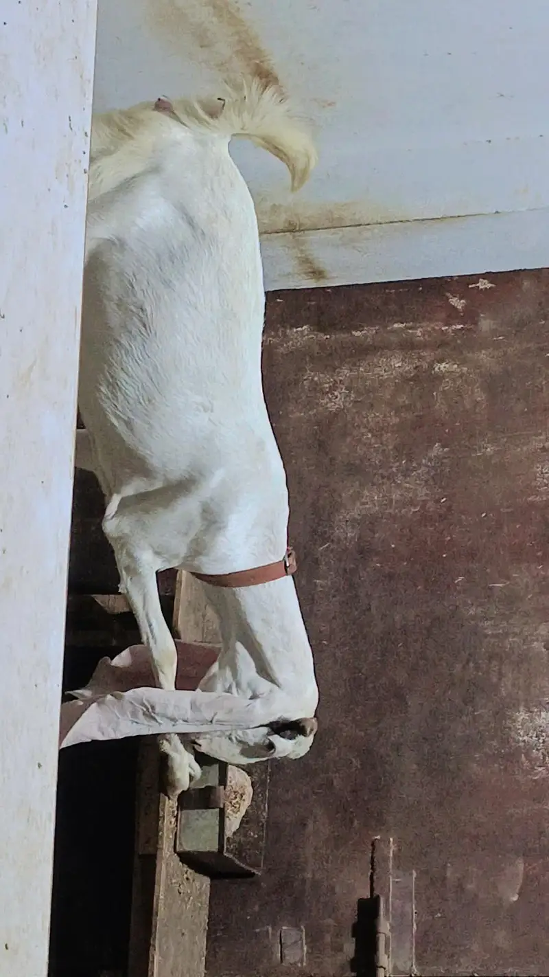 Pure gulabi big size goat 0-3-1-8-2-0-7-6-7-2-6 — photo 4