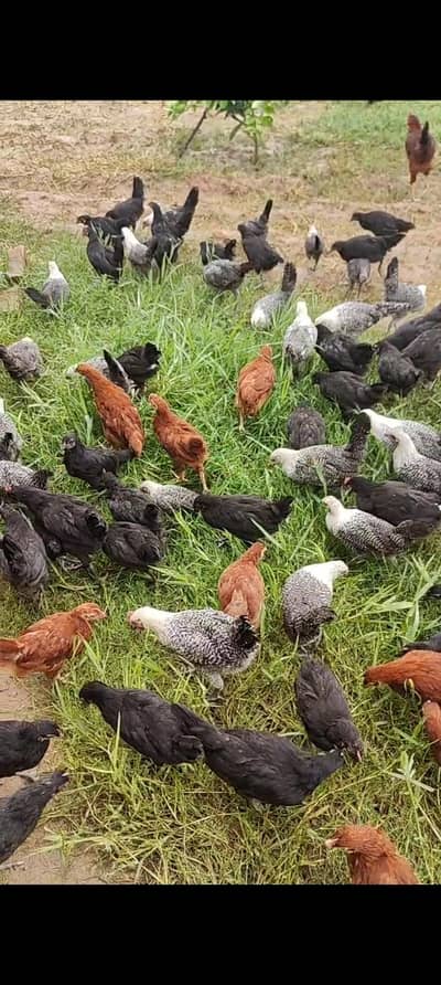 65 Days Old Chicks For Sale