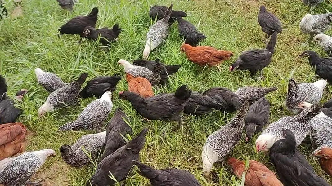 65 Days Old Chicks For Sale — photo 2