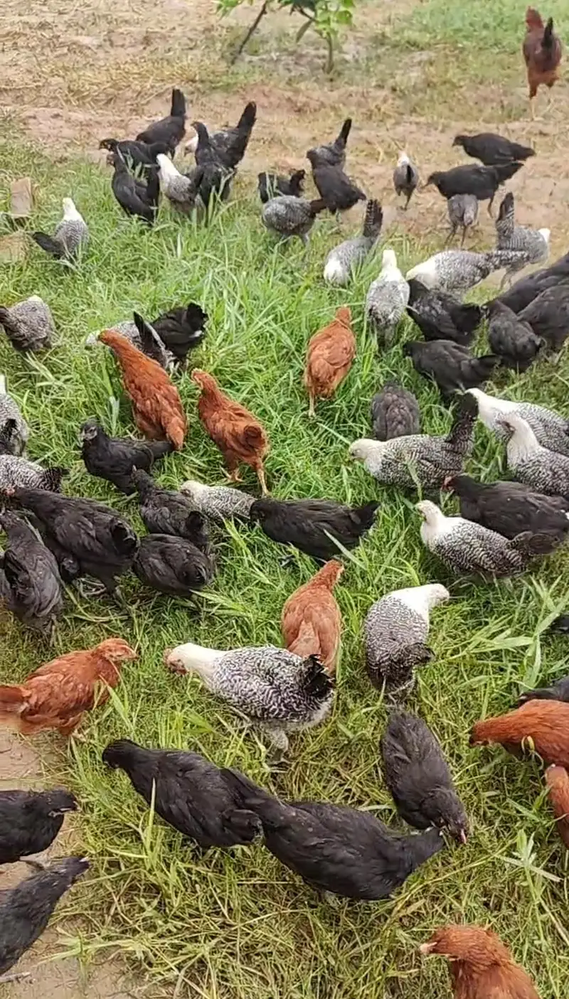 65 Days Old Chicks For Sale — photo 3