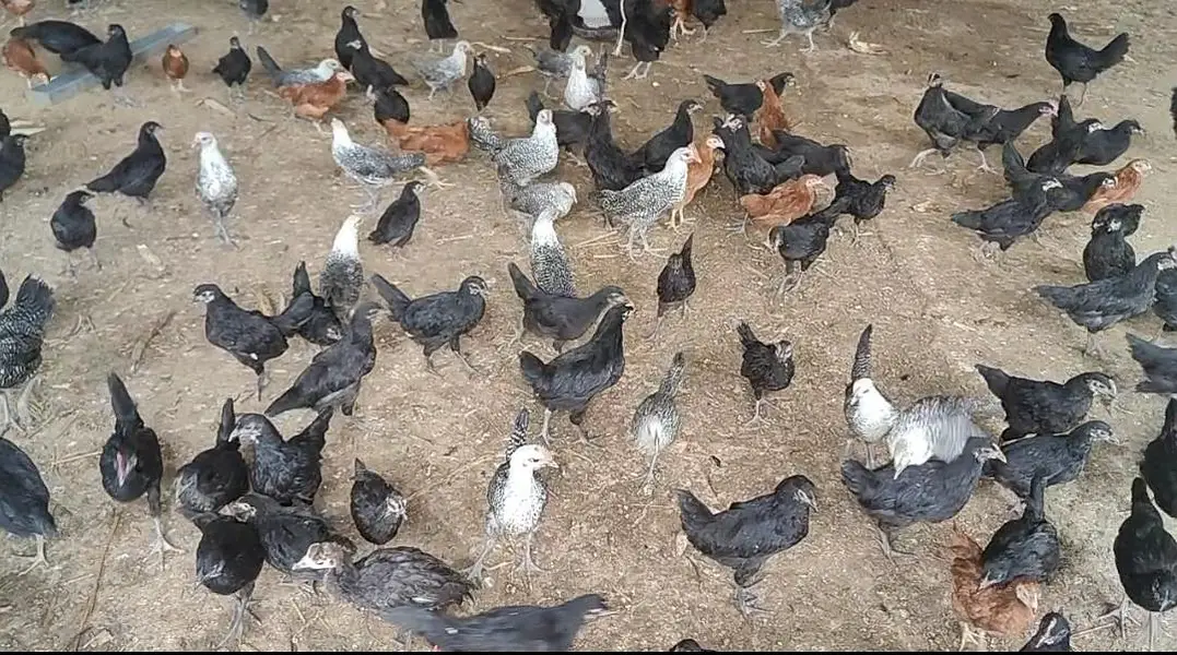 65 Days Old Chicks For Sale — photo 4