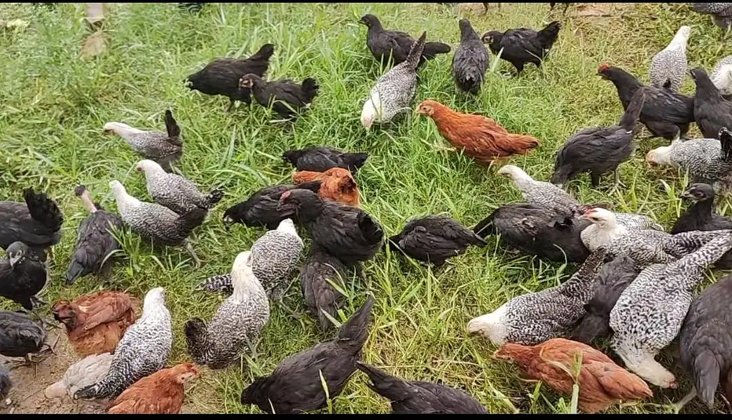 65 Days Old Chicks For Sale — photo 6