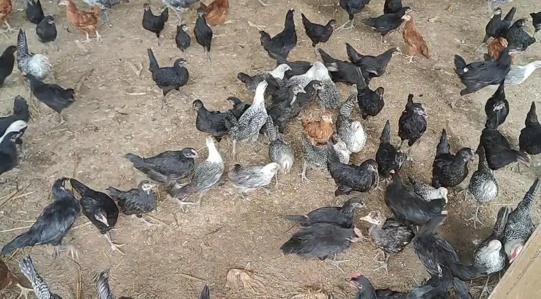 65 Days Old Chicks For Sale — photo 7