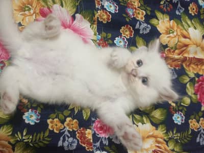 Persian cats