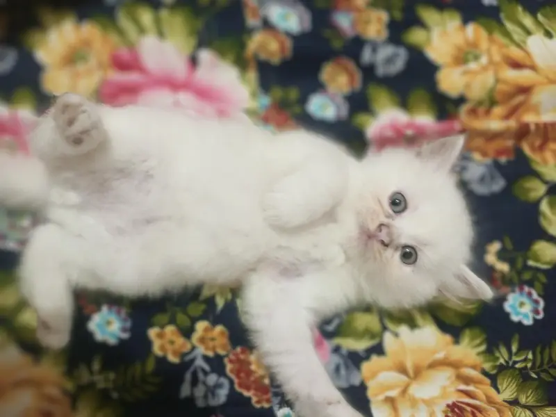 Persian cats — photo 2