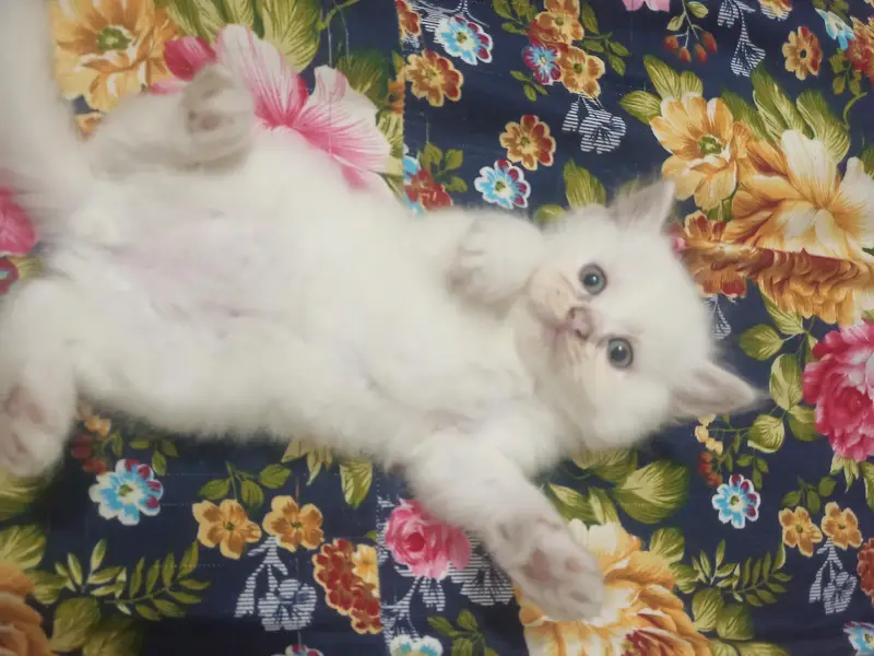 Persian cats — photo 3