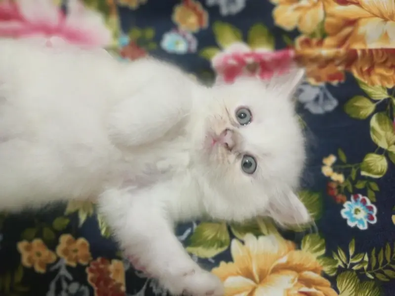 Persian cats — photo 4