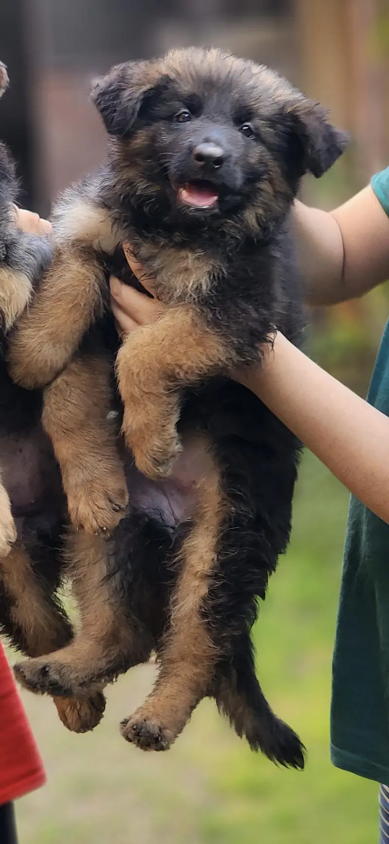 long cort top quality german shepherd female puppy