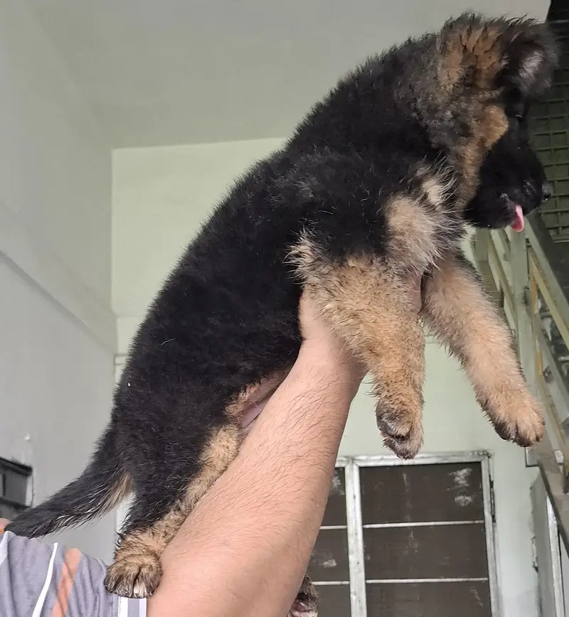 long cort top quality german shepherd female puppy — photo 2