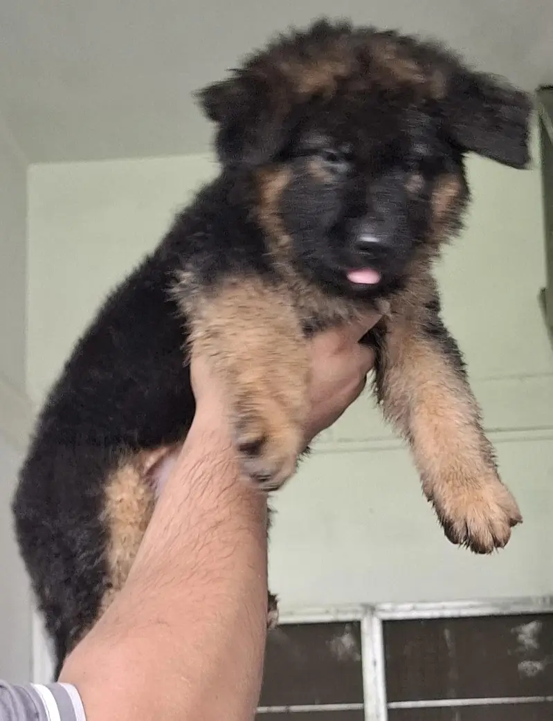 long cort top quality german shepherd female puppy — photo 5