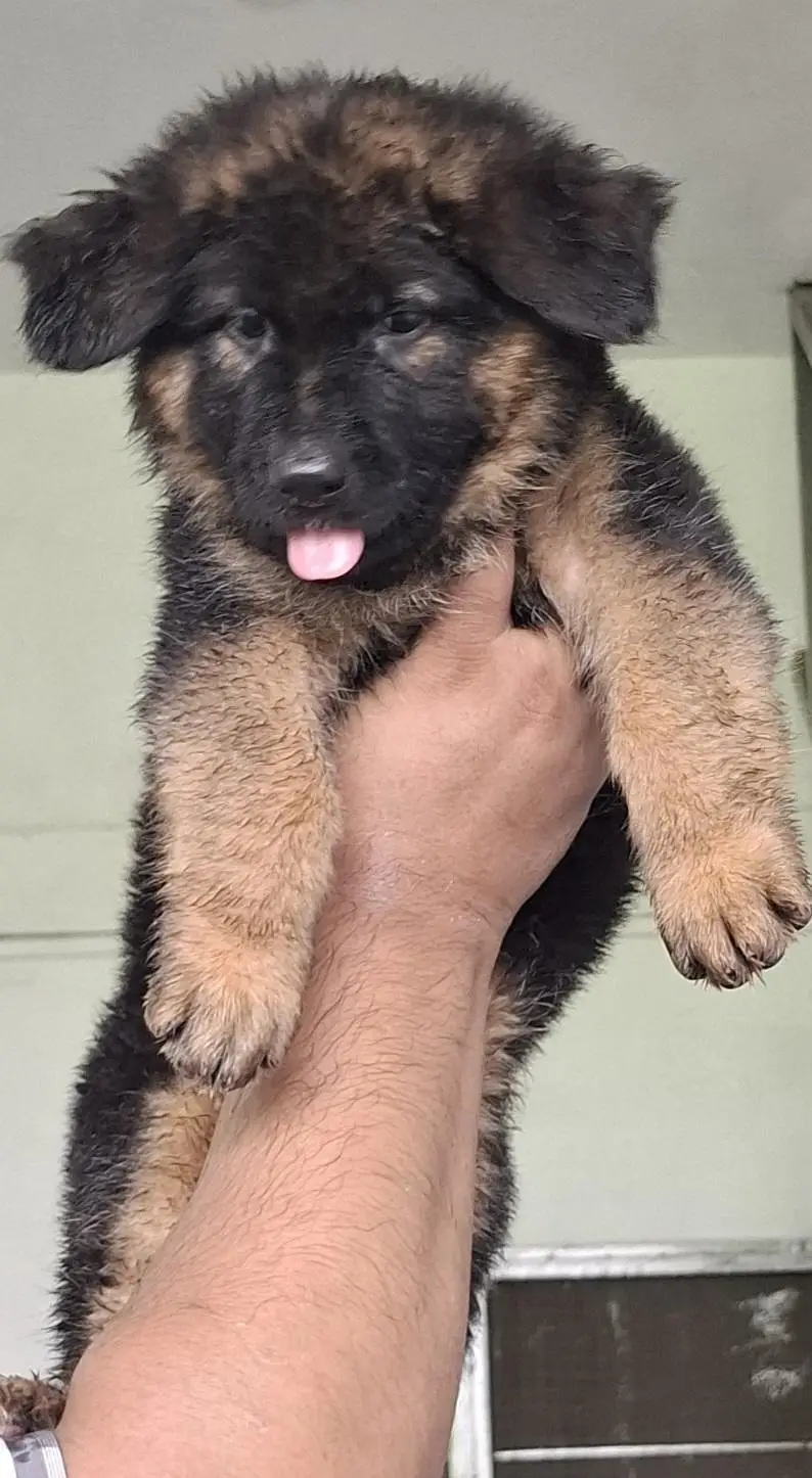 long cort top quality german shepherd female puppy — photo 6