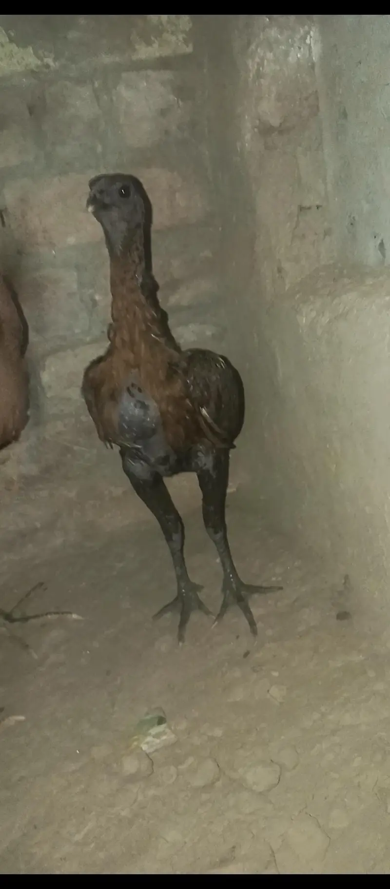 Trat Mail Dragon Female For Sale Location Lahore Phon 03092083102 — photo 2
