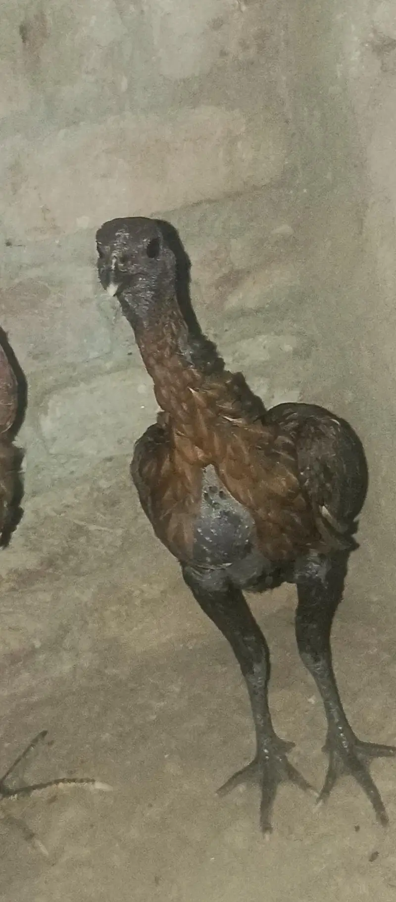 Trat Mail Dragon Female For Sale Location Lahore Phon 03092083102 — photo 3