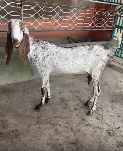 Makhi Cheeni ghaban goat for sale