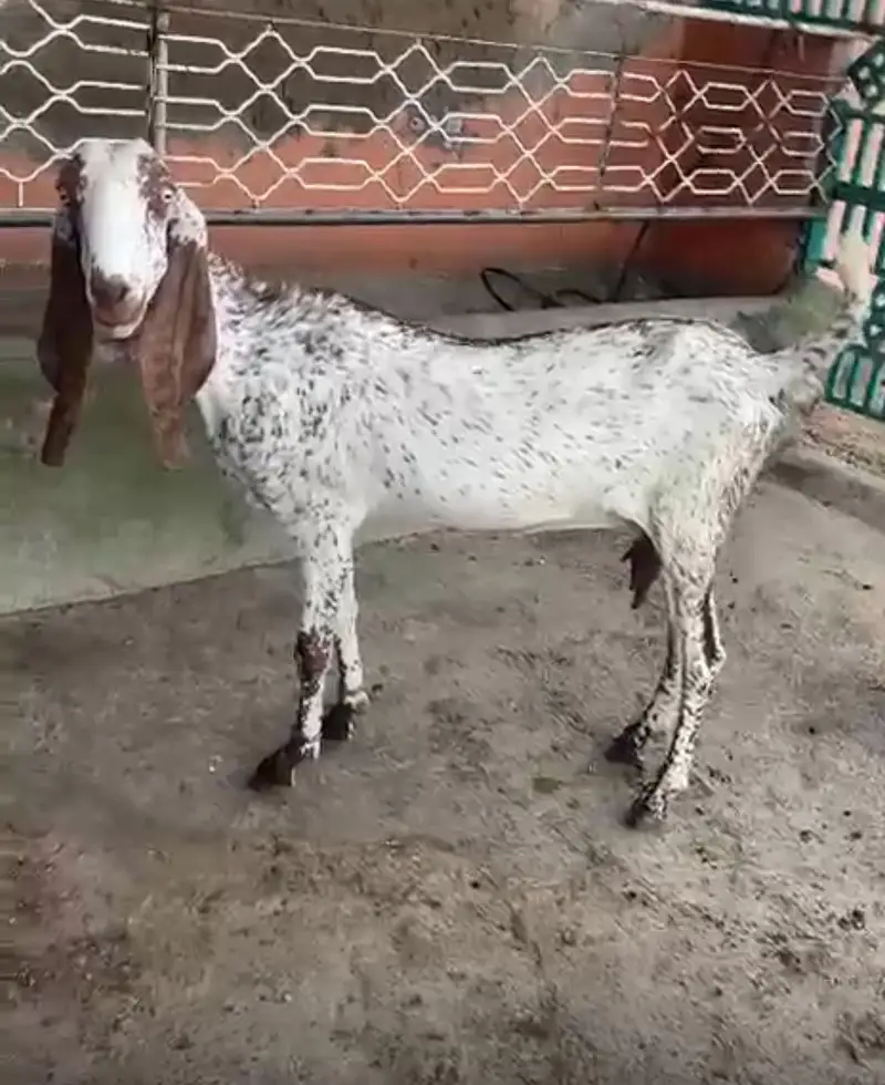 Makhi Cheeni ghaban goat for sale