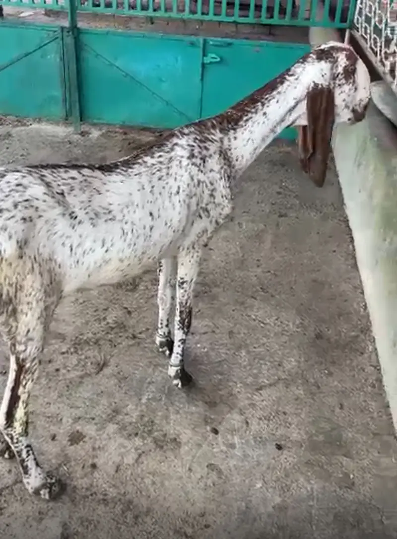 Makhi Cheeni ghaban goat for sale — photo 2