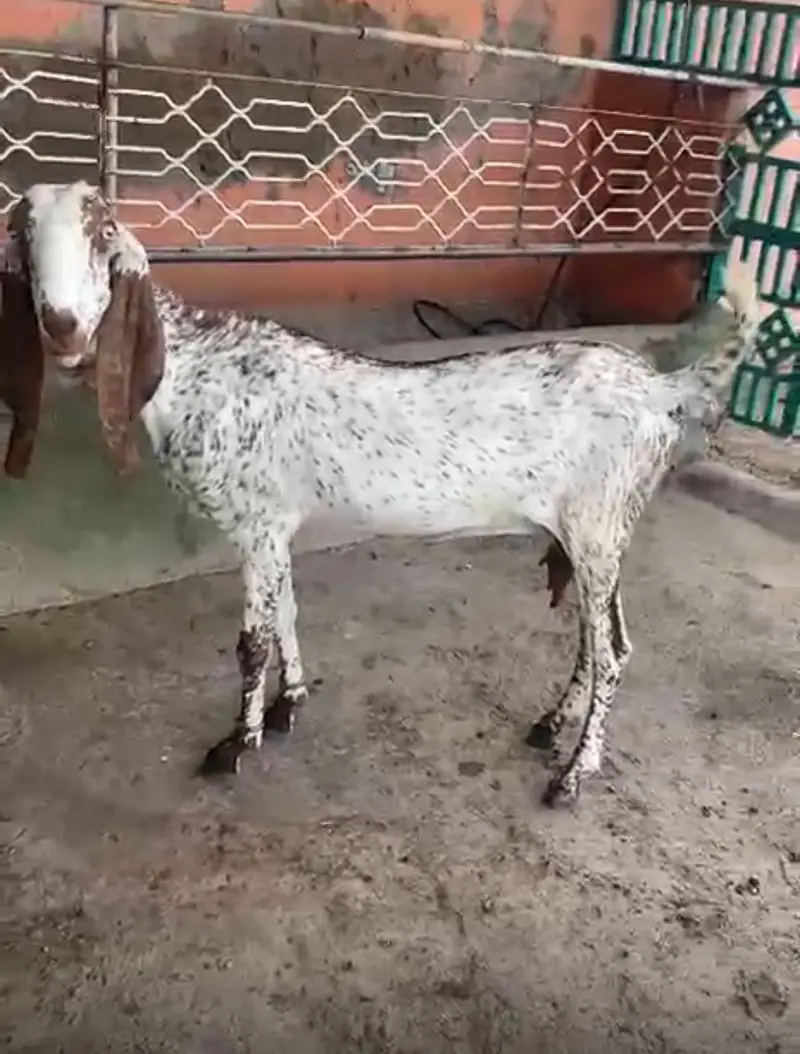 Makhi Cheeni ghaban goat for sale — photo 3