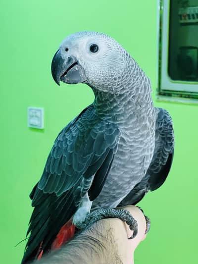 African Grey Handtame chicks Available Kharian
