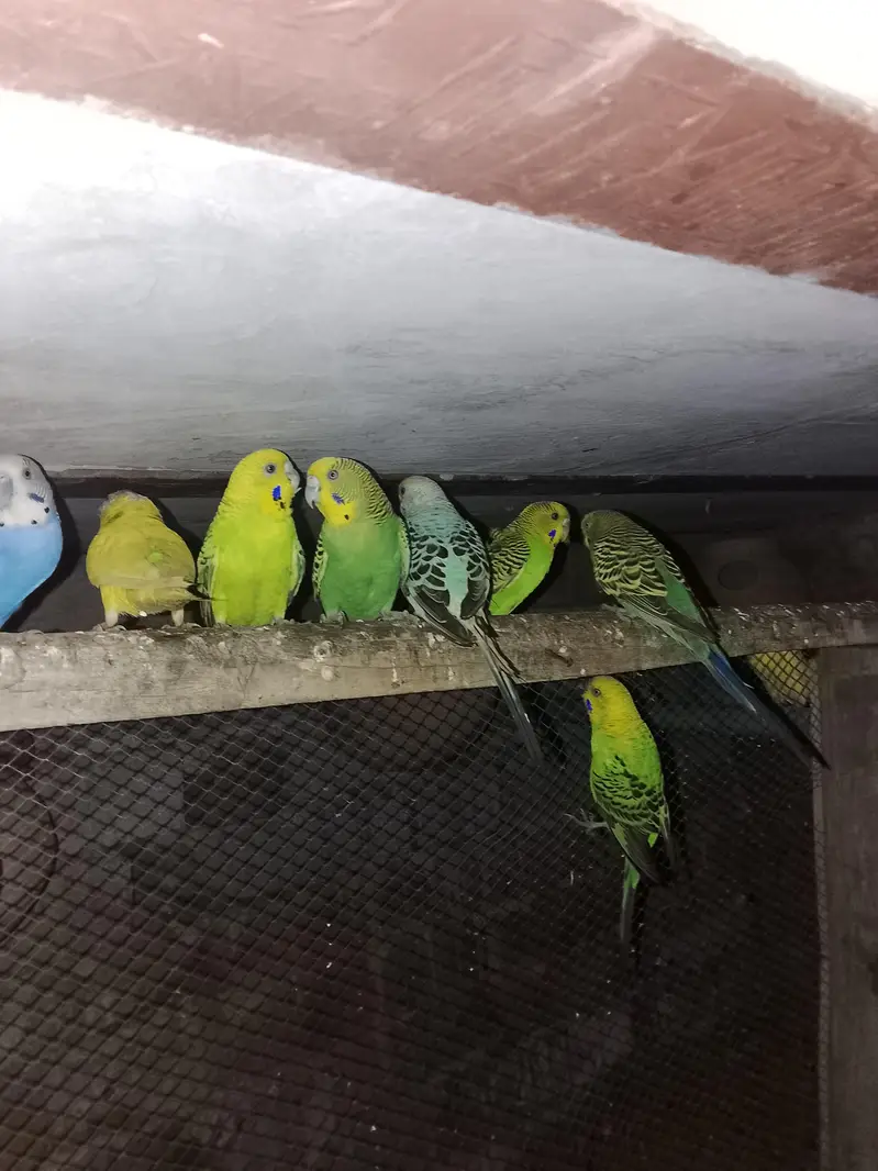 Budgies parrot for sale h
