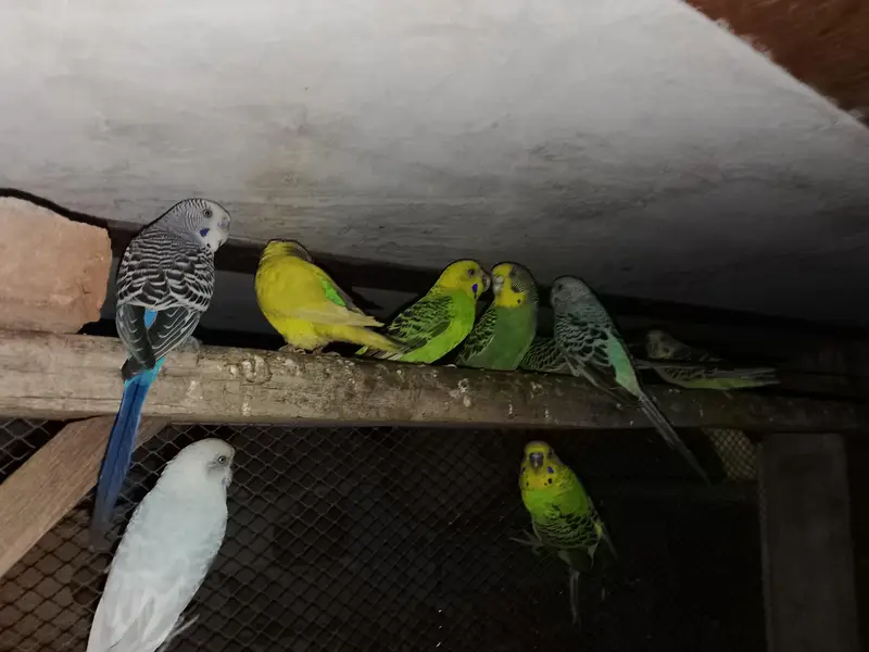 Budgies parrot for sale h — photo 2