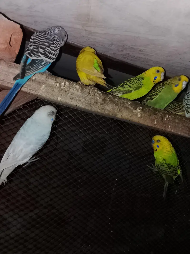 Budgies parrot for sale h — photo 3