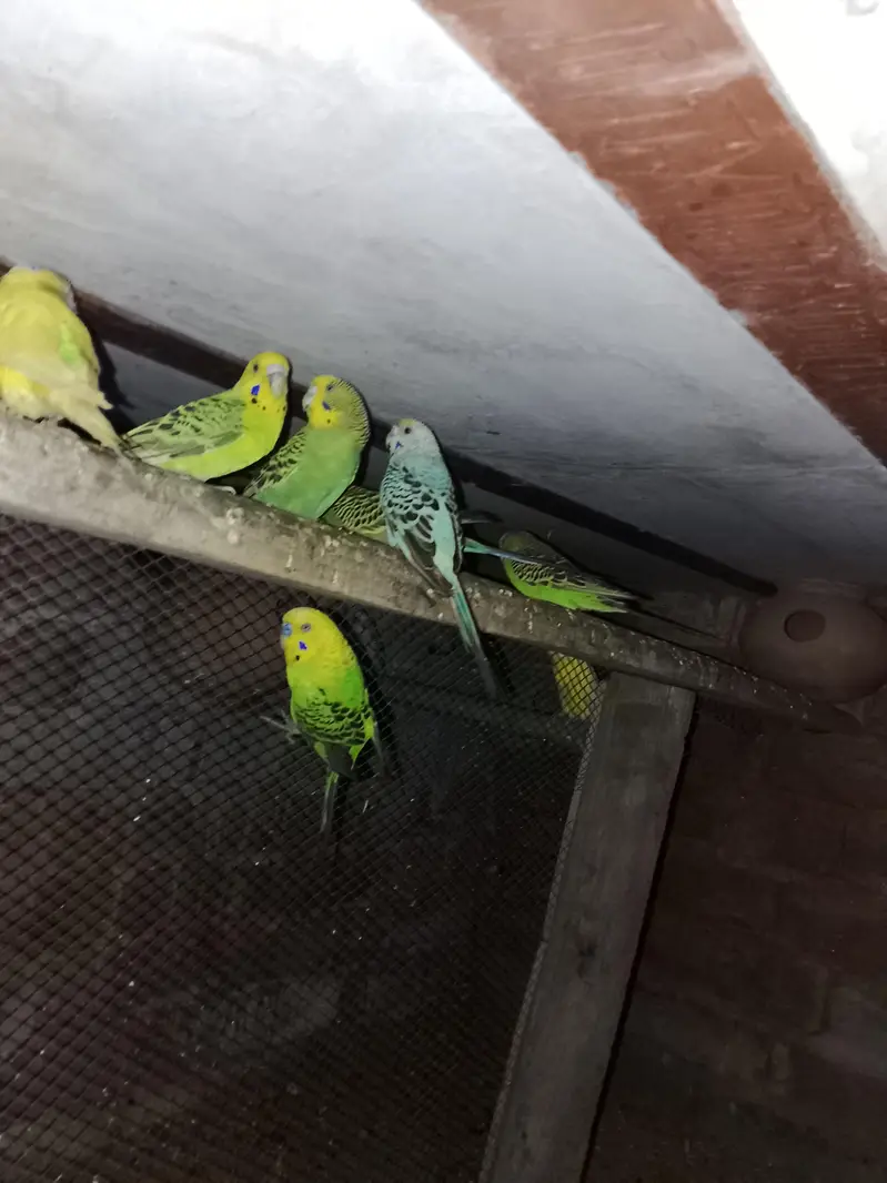 Budgies parrot for sale h — photo 4