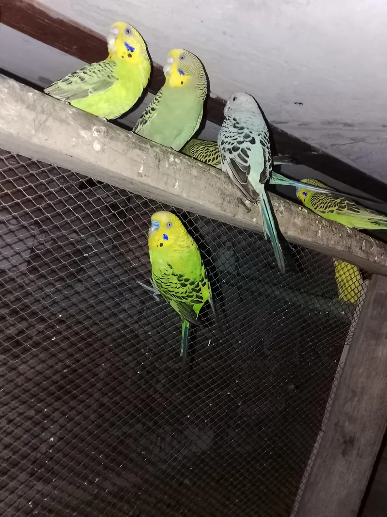 Budgies parrot for sale h — photo 5