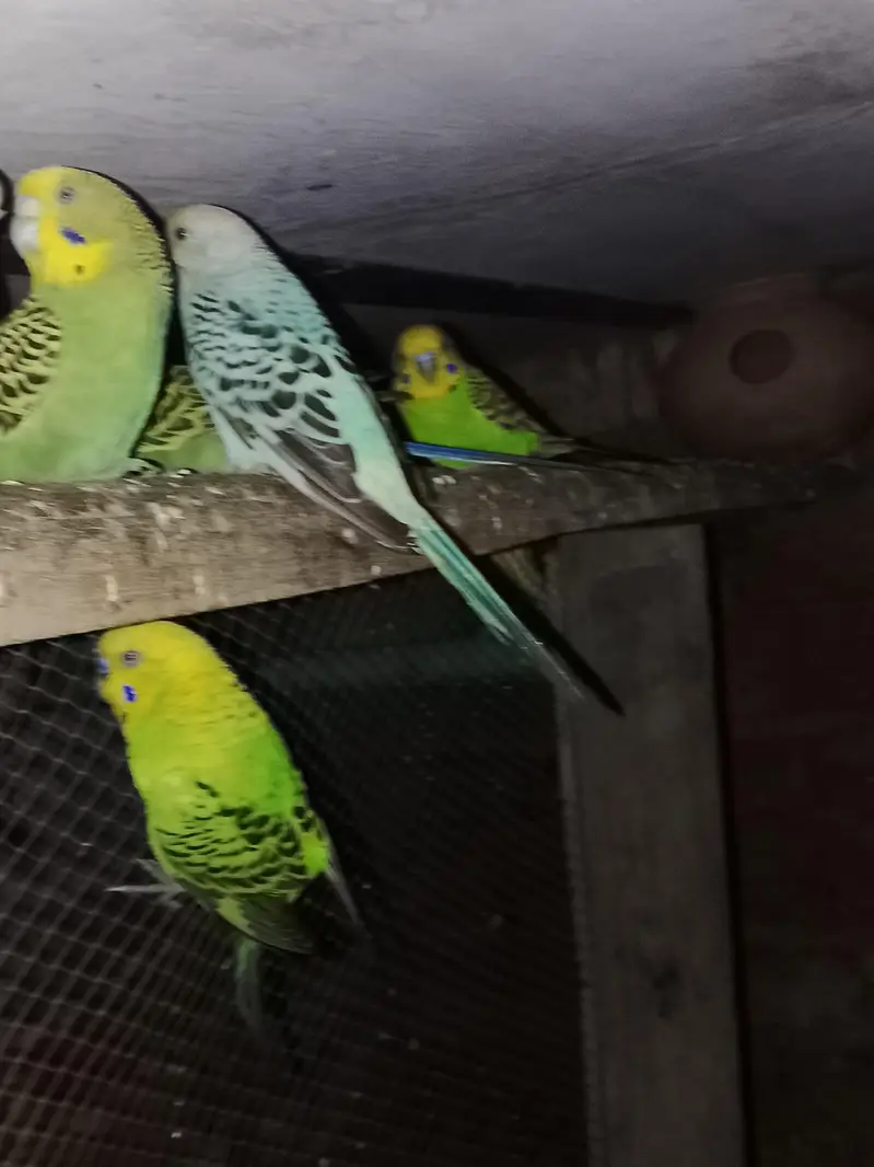 Budgies parrot for sale h — photo 6