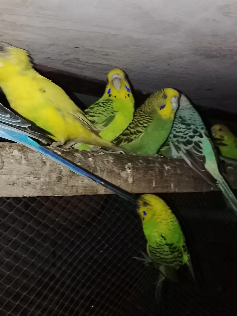 Budgies parrot for sale h — photo 7