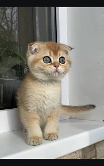 Scottish fold kittin for . 0313 4935014