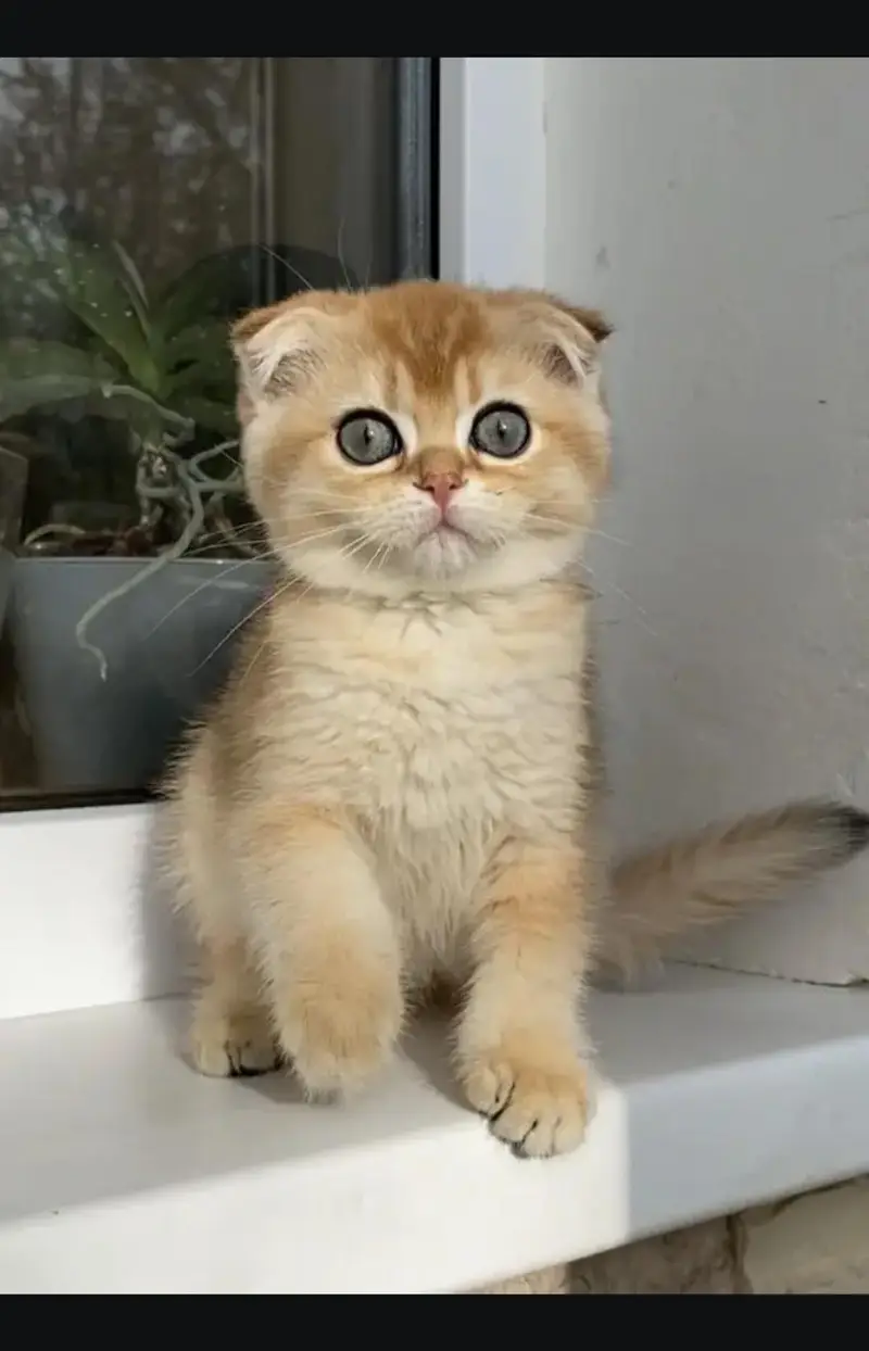Scottish fold kittin for . 0313 4935014 — photo 2