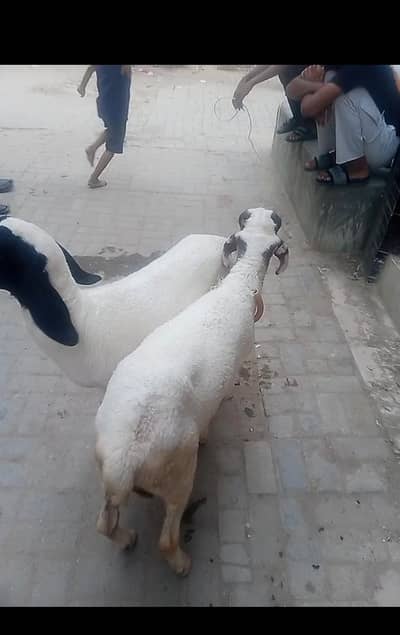 2 dumba hai 10 mahina ka hai