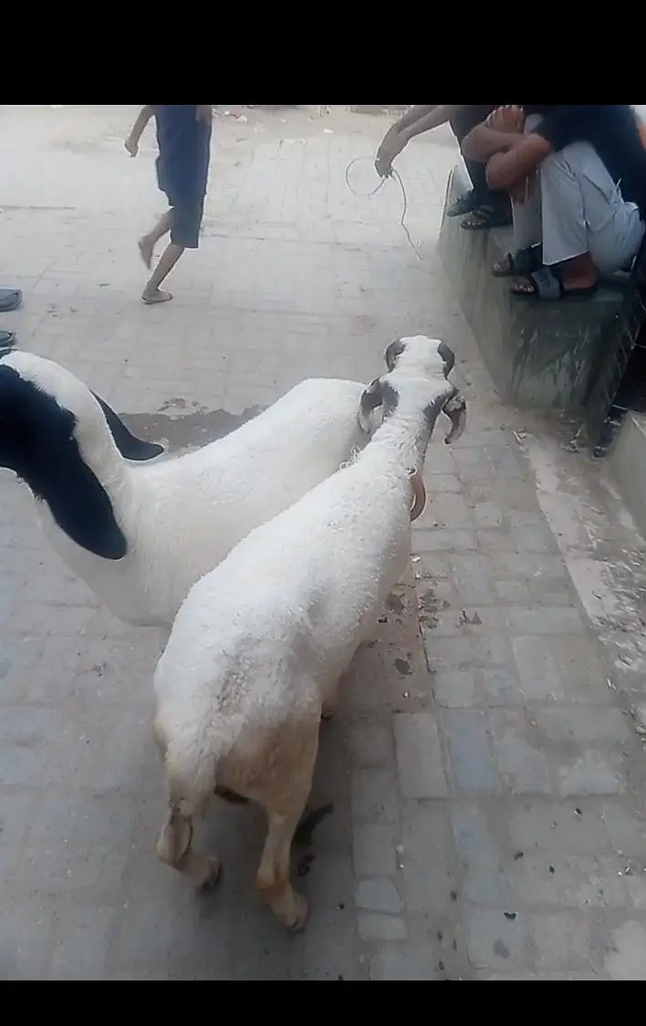2 dumba hai 10 mahina ka hai
