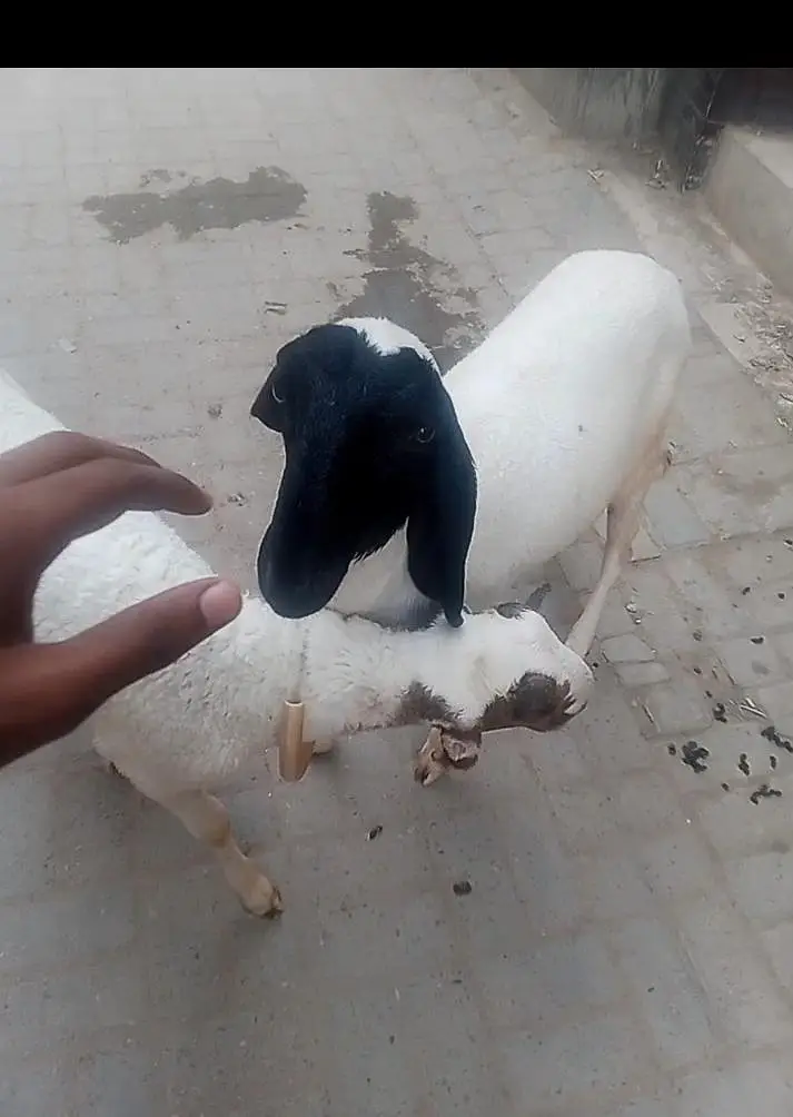 2 dumba hai 10 mahina ka hai — photo 2