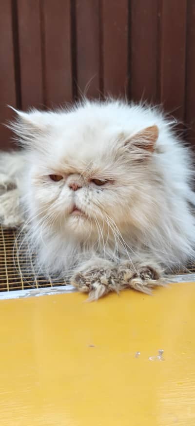white peki face female for sale