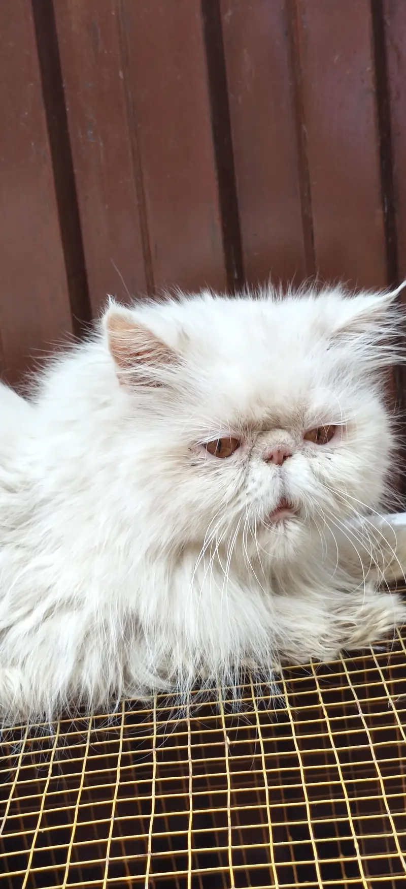 white peki face female for sale — photo 3