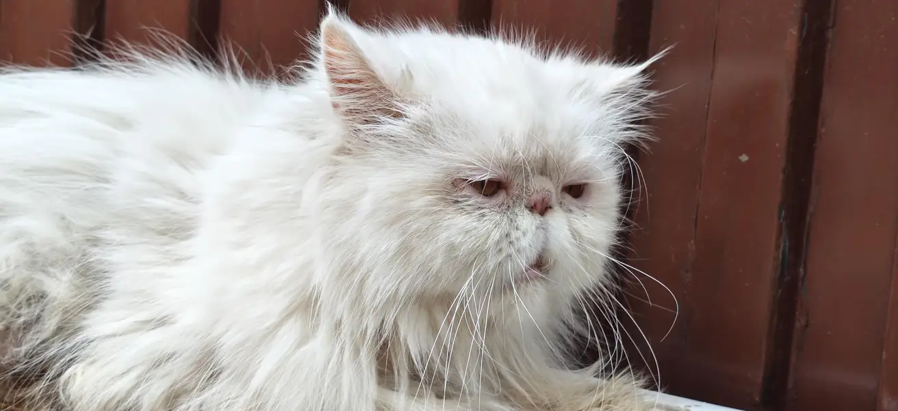 white peki face female for sale — photo 4