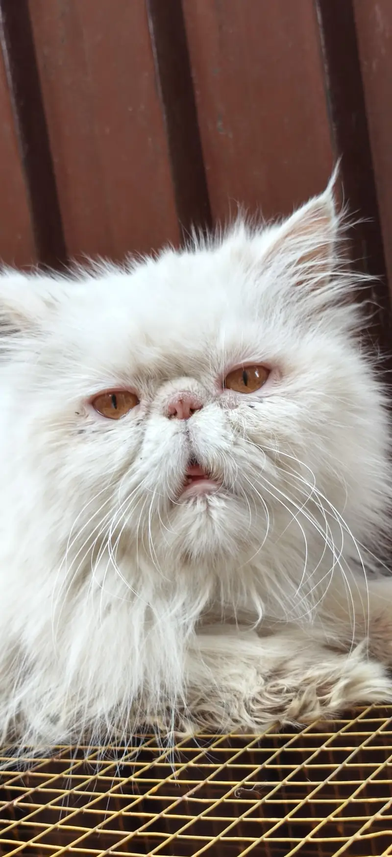 white peki face female for sale — photo 5