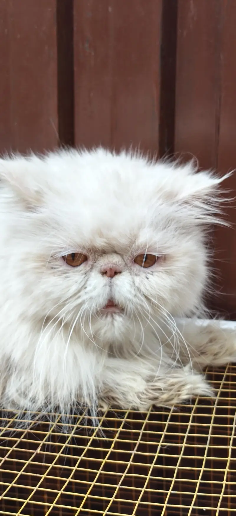 white peki face female for sale — photo 6