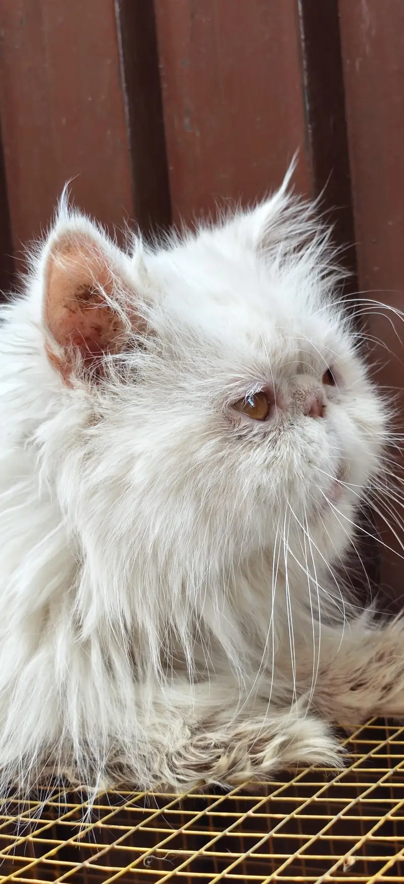 white peki face female for sale — photo 7