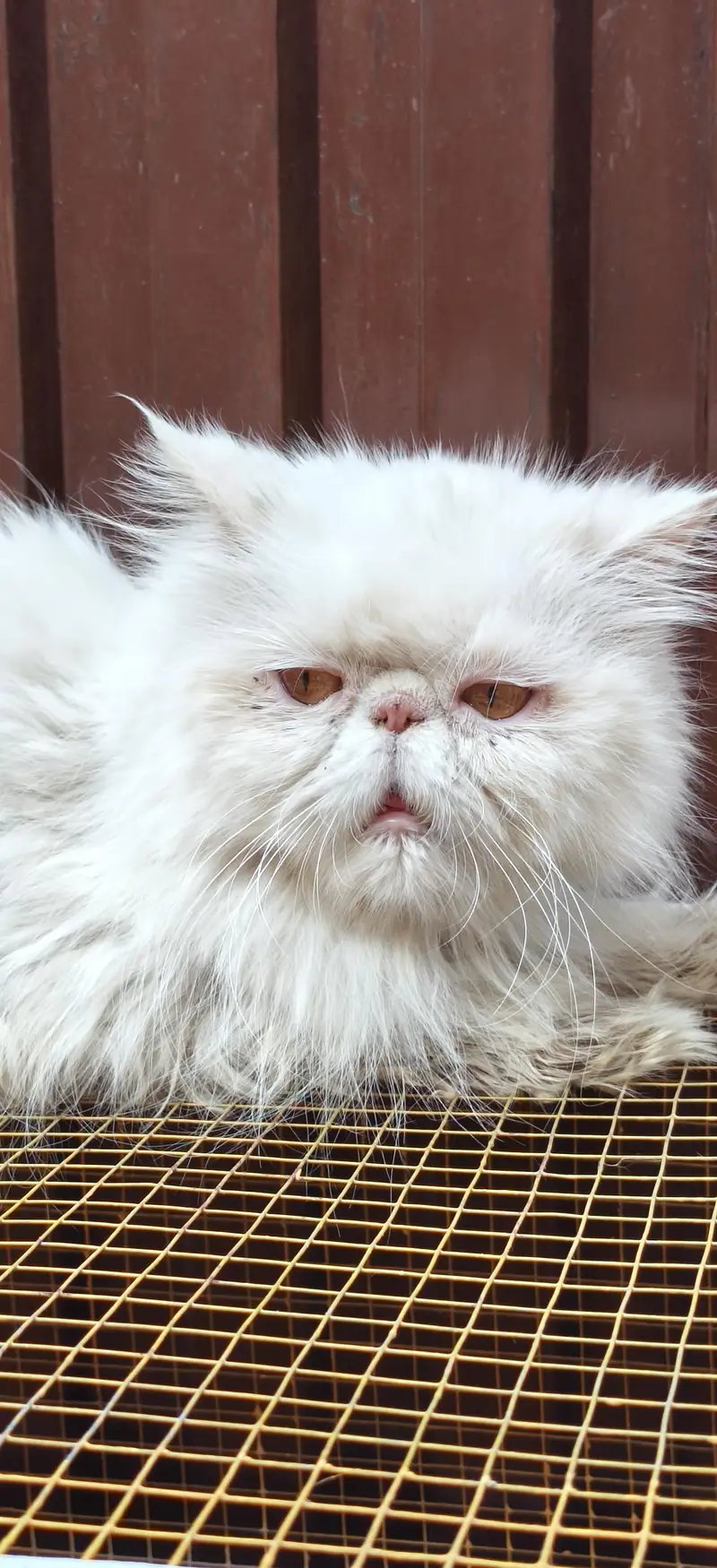 white peki face female for sale — photo 9